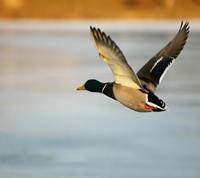 pic for duck mid flight 1440x1280